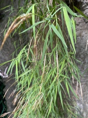 Pogonatherum paniceum