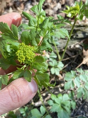 Thaspium barbinode