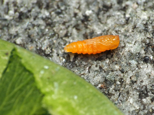 Boxwood Leafminer