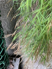 Pogonatherum paniceum