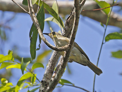 Microptilotis gracilis