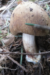 Inocybe mixtilis
