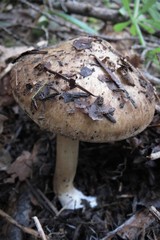 Inocybe mixtilis