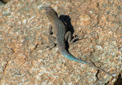 Uta stansburiana
