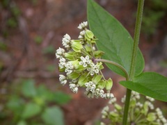Asclepias ovata