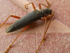 Disteniidae