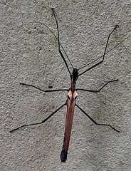 Pseudophasma castaneum