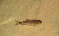 Moenkhausia oligolepis