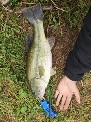 Micropterus salmoides