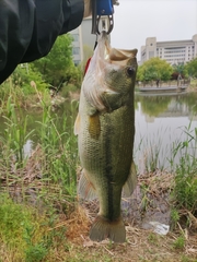 Micropterus salmoides