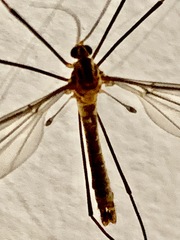 Leptotarsus hilli
