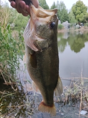Micropterus salmoides
