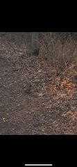 Turdus migratorius