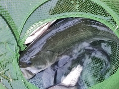 Micropterus salmoides