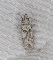 Myelopsis alatella