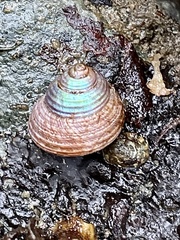 Calliostoma ligatum