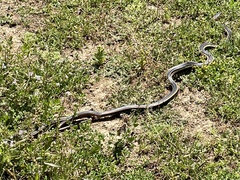 Masticophis lateralis euryxanthus