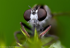 Nicocles