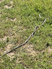 Masticophis lateralis euryxanthus