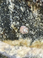 Calliostoma ligatum