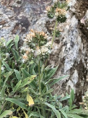 Phacelia egena