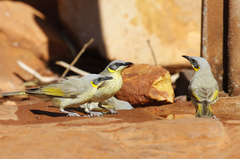 Ptilotula keartlandi