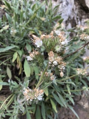 Phacelia egena