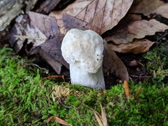 Hypomyces chlorinus