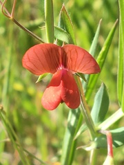 Lathyrus