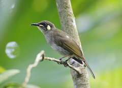 Meliphaga notata