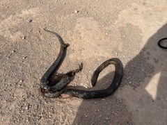 Pseudonaja inframacula