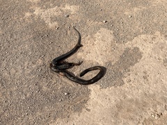 Pseudonaja inframacula