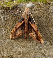 Xylophanes ceratomioides