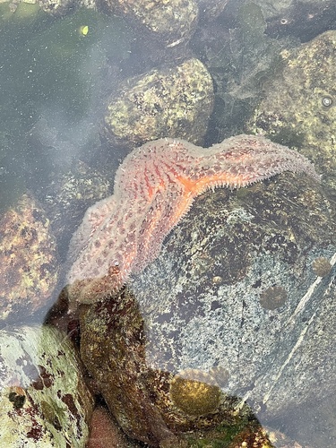 Sunflower sea star with numerous arms on rocky marine habitat near Greene Point.
