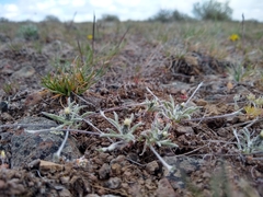 Antennaria flagellaris