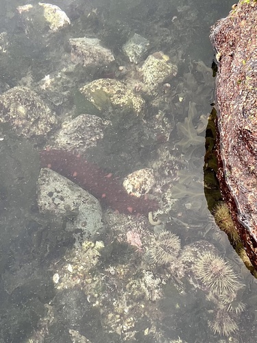 Giant California sea cucumber on the rocky seafloor near Greene Point.