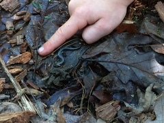 Plethodontinae