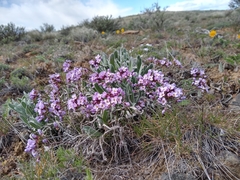 Phoenicaulis cheiranthoides