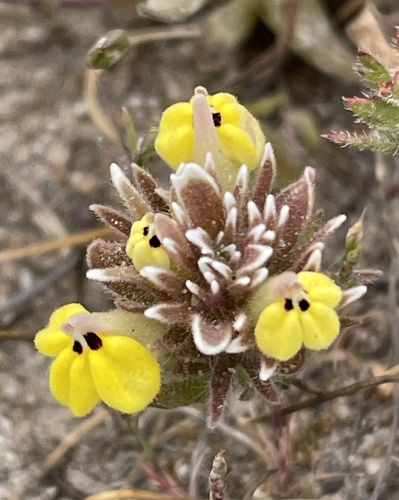 Castilleja ambigua var. insalutata