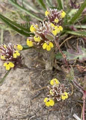Castilleja ambigua insalutata