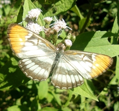 Mestra hersilia