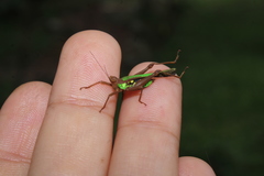 Scaria