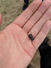 Ablattaria laevigata