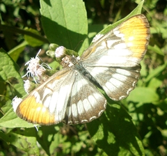 Mestra hersilia