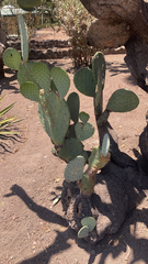 Opuntia tapona