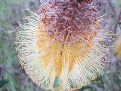 Banksia seminuda