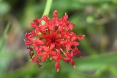 Pimelea punicea