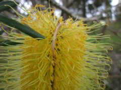 Banksia seminuda