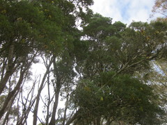 Banksia seminuda