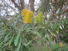 Banksia seminuda